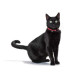 collier pour chat hunter swiss
